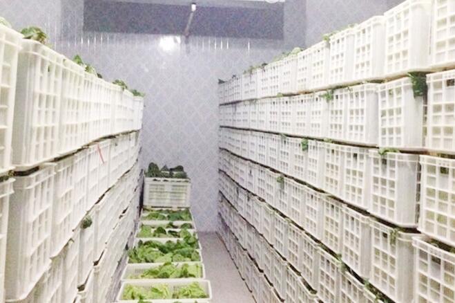 蔬菜保鲜冷库存储技术及保鲜期限，由LUTUBE官方版安装下载厂家来解释